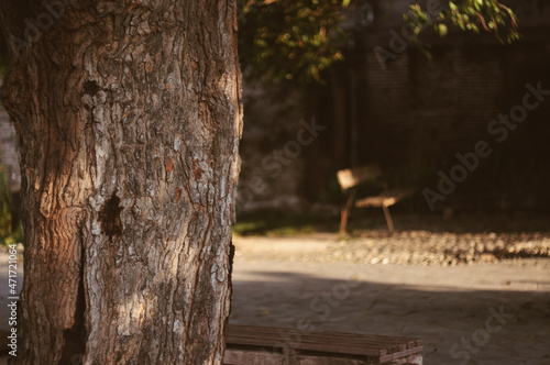 Tree in the park. Wallpaper