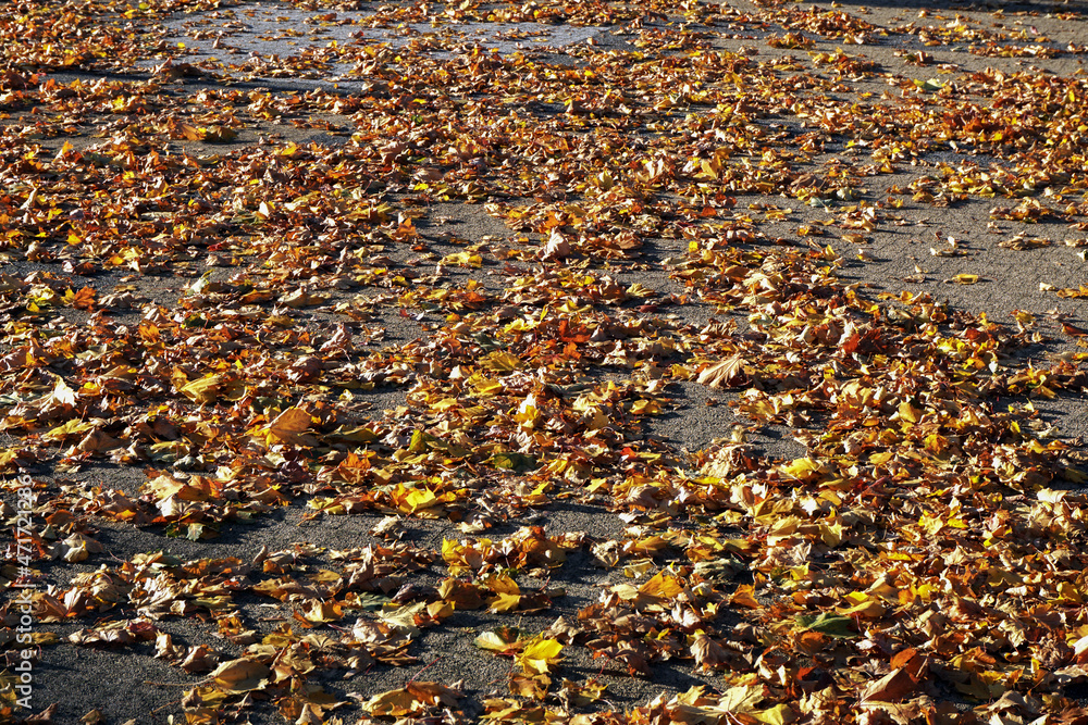 Wallpaper, autumn leaves on the ground