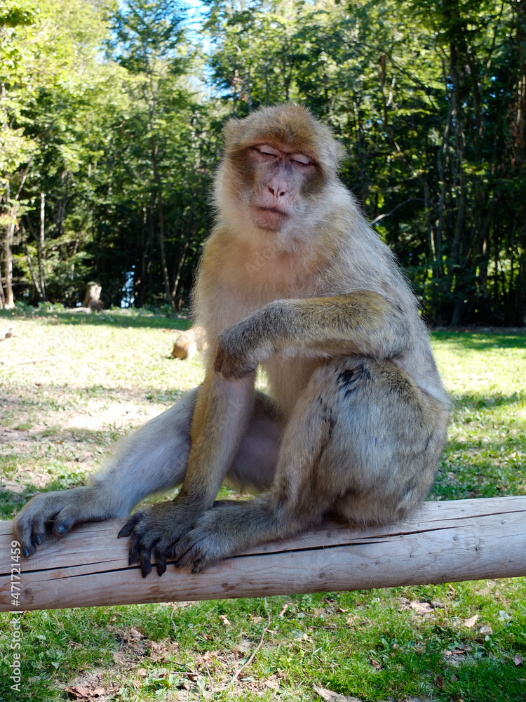Fototapeta premium portrait of a berber monkey