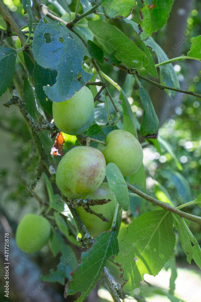 Plums ripening on a plum tree