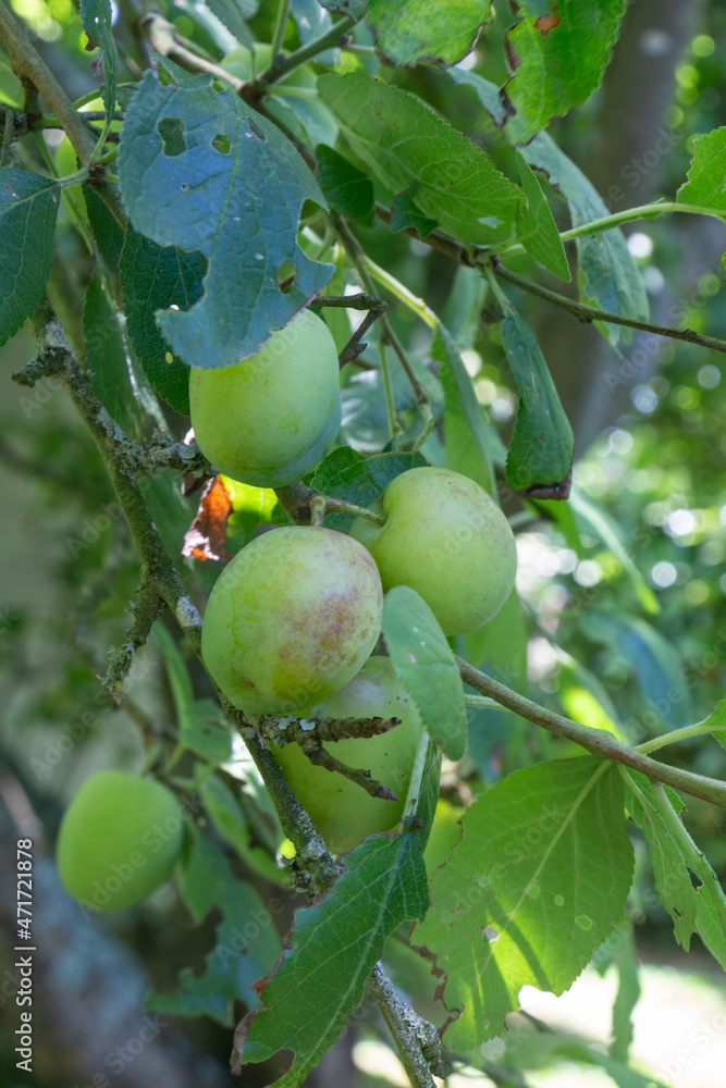 Plums ripening on a plum tree Plums ripening on a plum tree