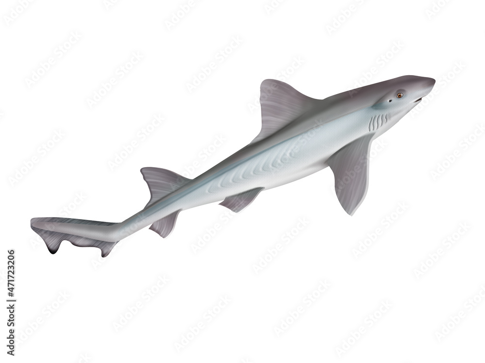 Fototapeta premium requin , emissole lisse , poisson, mer, animal, vecteur, océan, dangereux, blanc, isolé, sous-marin, bleu, dauphin, illustration, ailette, eau, prédateur, nature, , marin, nage, faune, danger, nager,