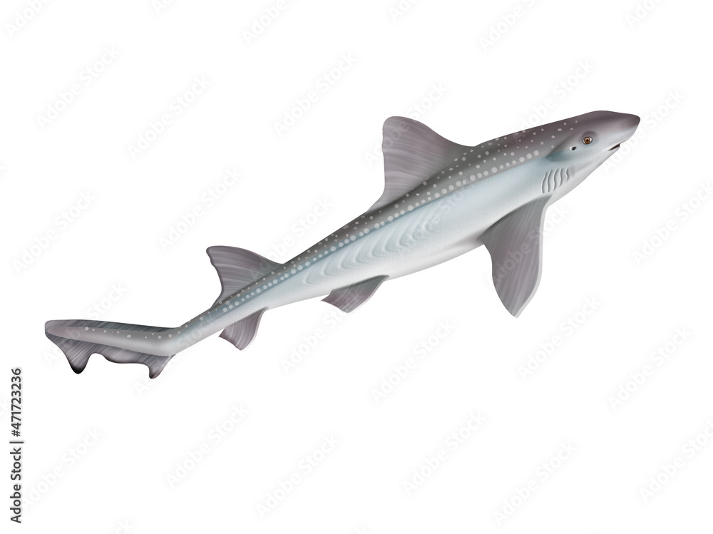 requin , emissole tacheté , poisson, mer, animal, vecteur, océan, dangereux, blanc, isolé, sous-marin, bleu, dauphin, illustration, ailette, eau, prédateur, nature, , marin, nage, faune, danger, nage requin , emissole tacheté , poisson, mer, animal, vecteur, océan, dangereux, blanc, isolé, sous-marin, bleu, dauphin, illustration, ailette, eau, prédateur, nature, , marin, nage, faune, danger, nage