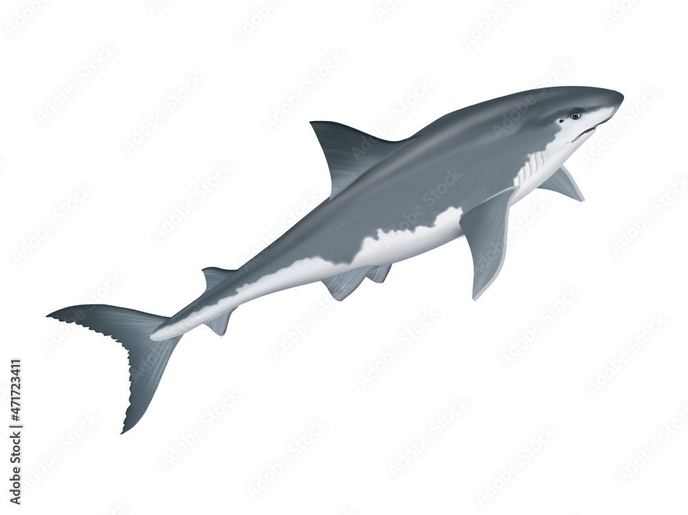 requin blanc ,  poisson, mer, animal, vecteur, océan,  dangereux, blanc, isolé, sous-marin, bleu, dauphin, illustration, ailette, eau, prédateur, nature, , marin, nage, faune, danger, nager, 