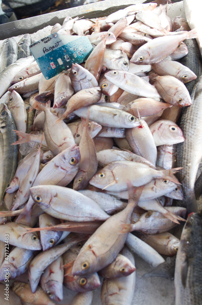 Fototapeta premium fresh fish in the market