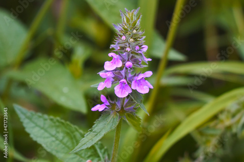 A plant used in folk medicine stachys palustris in a meadow on a natural background. Soft focus photo