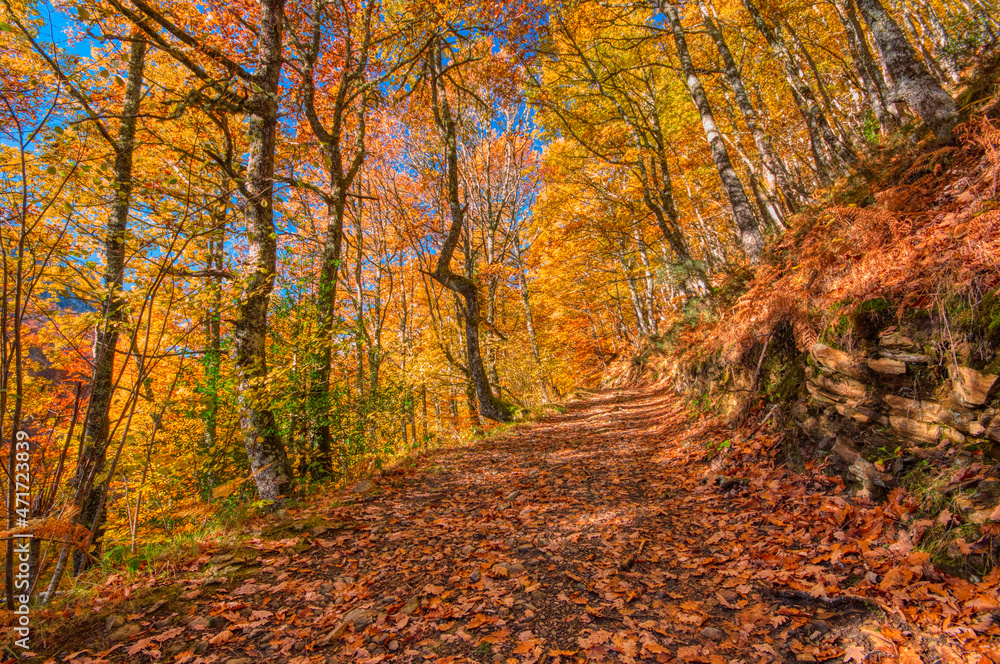 Forest autumn in Redes, Asturias. Spain.