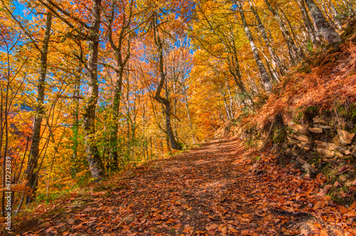 Forest autumn in Redes  Asturias. Spain.