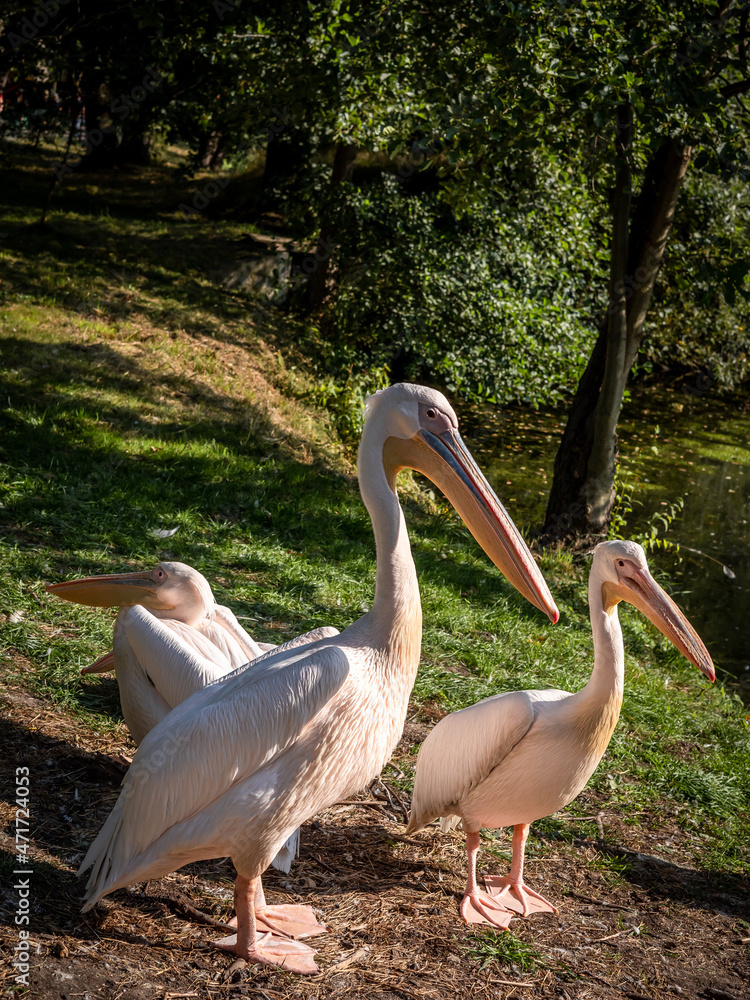 A group of pelicans resting on the river bank. A group of pelicans resting on the river bank.
