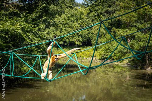 A female white-cheeked gibbon, climbing the rope bridge over the pond, surrounded with forest. Critically endangered species.