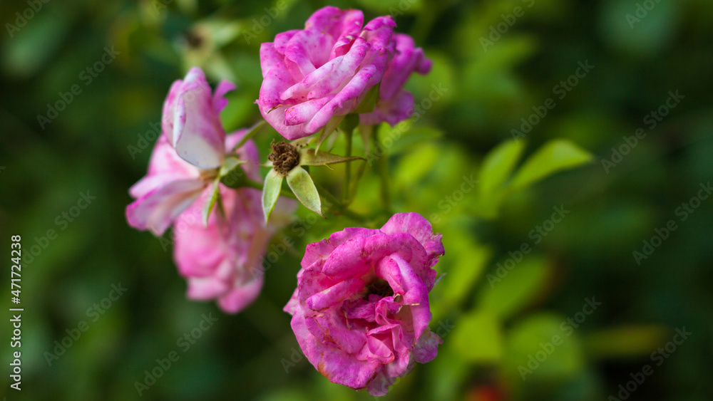 flores rosas