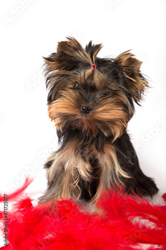 Yorkshire Terrier puppy sits in red feathers on a white background.