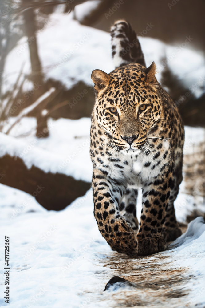 Fototapeta premium Persian leopard (Panthera pardus saxicolor) detail portrait