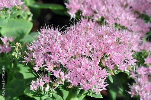 Kwitnący rozchodnik okazały (Sedum spectabile) odmiany ‘Brillant’ photo