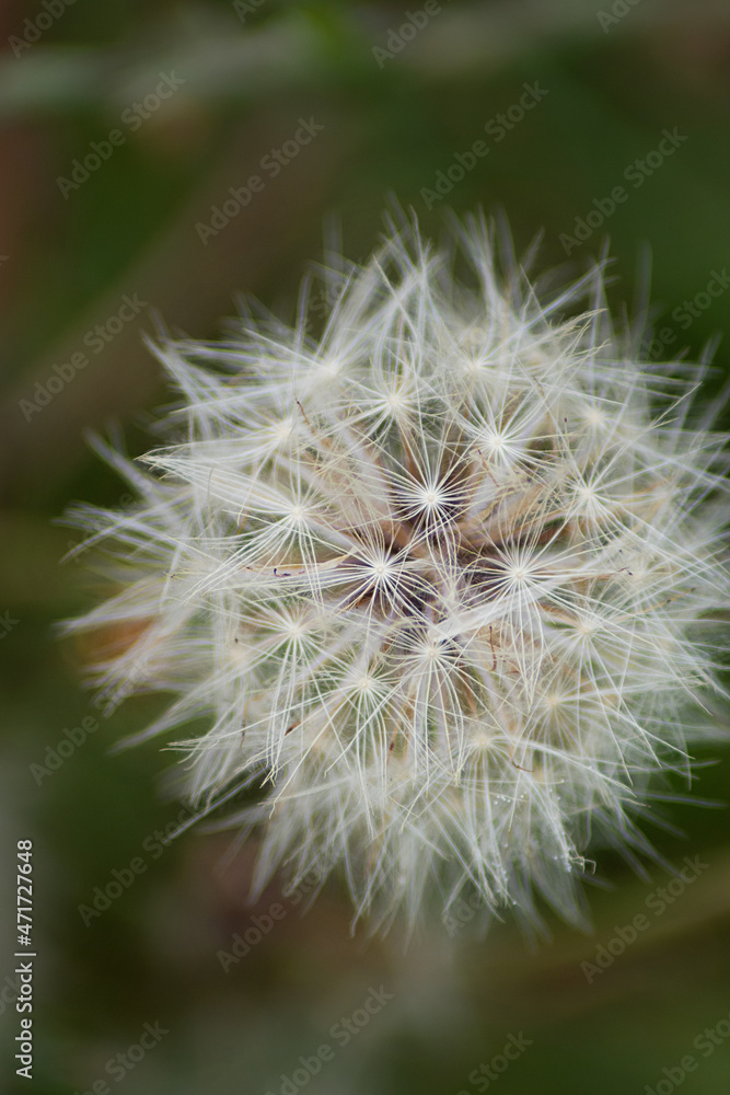 Fototapeta premium 25