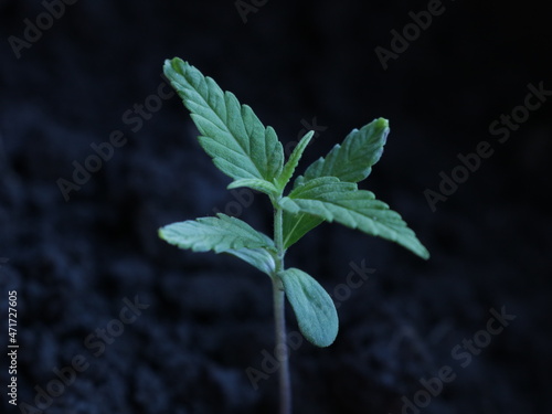 a young cannabis sprout in loose dark soil close-up, a small cannabis plant grown from a seed macro view, freshness and fragility of the initial growth stage of a cannabis sprout