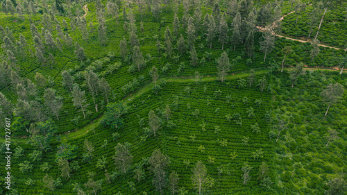 Piękny zielony krajobraz pól herbaty, widok z góry.