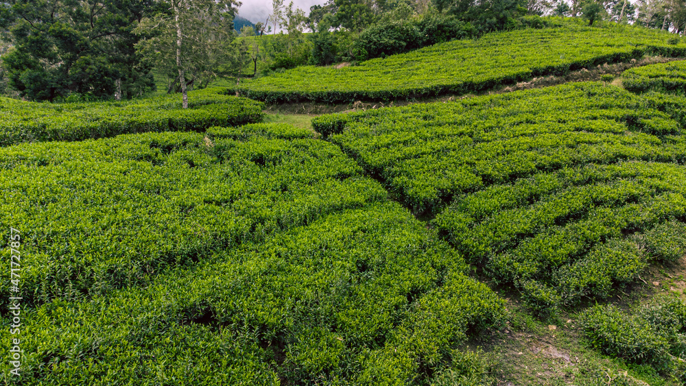 Krajobraz pól herbaty, piękne naturalne zielone tło.