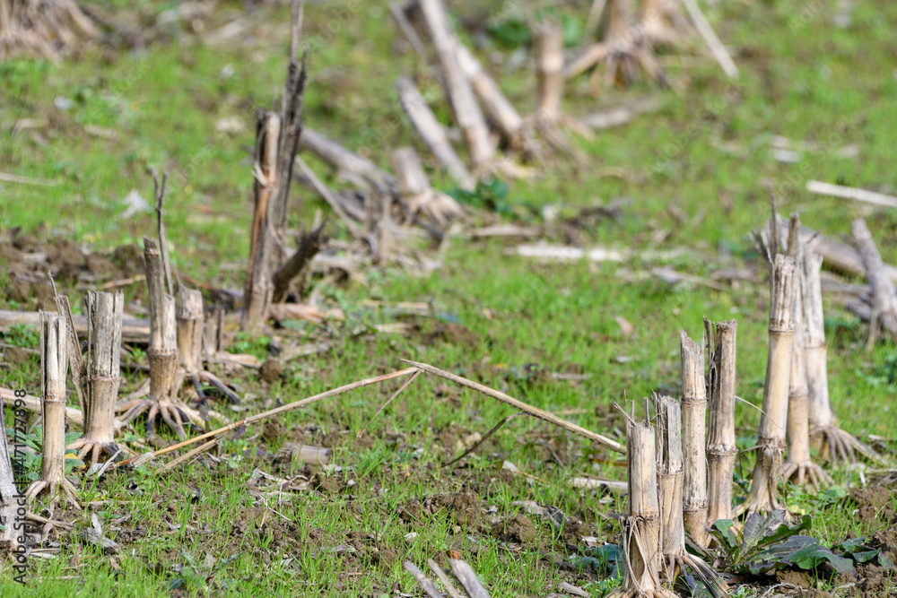 Remains of corn stalks in a corn field Remains of corn stalks in a corn field