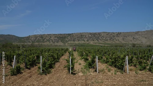 The Republic of Crimea. July 16, 2021. A tractor weeds the land along the vineyards of the Sunny Valley winery, located near the town of Sudak.
