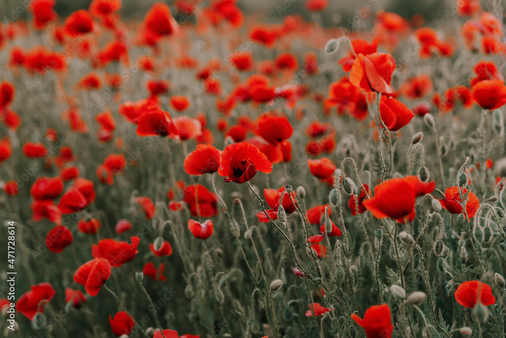 Fototapeta premium Beautiful red poppies at sunset