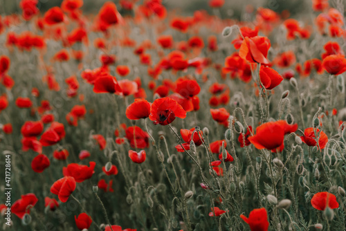 Beautiful red poppies at sunset