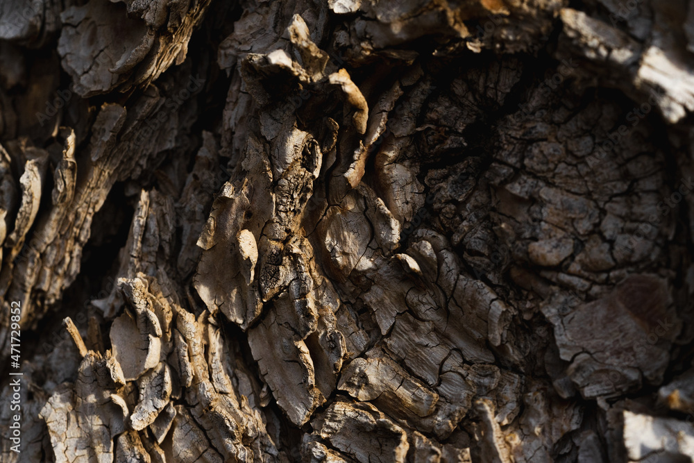 Tree Bark Tree Bark