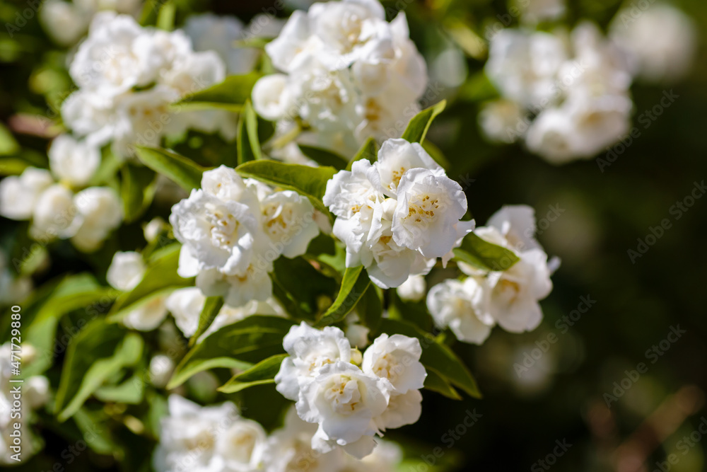 Chubushnik ( lat. Philadélphus ) - genus of shrubs from the family hydrangeaceae ( Hydrangeaceae) Chubushnik ( lat. Philadélphus ) - genus of shrubs from the family hydrangeaceae ( Hydrangeaceae)