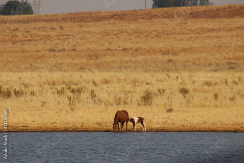 A mother horse and a foal drinking water from a lake