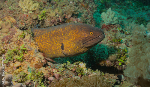 side-profile of yellow-edged moray eel peeking cautiously from crevice in coral reef in watamu marine park, kenya