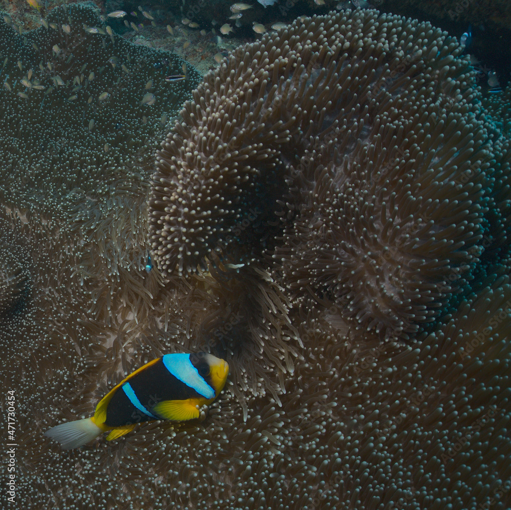 Φωτογραφία shy allard's anemonefish takes shelter in swirling sea anemone in the watamu mar
