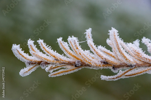 Frost crystals on a tree branch