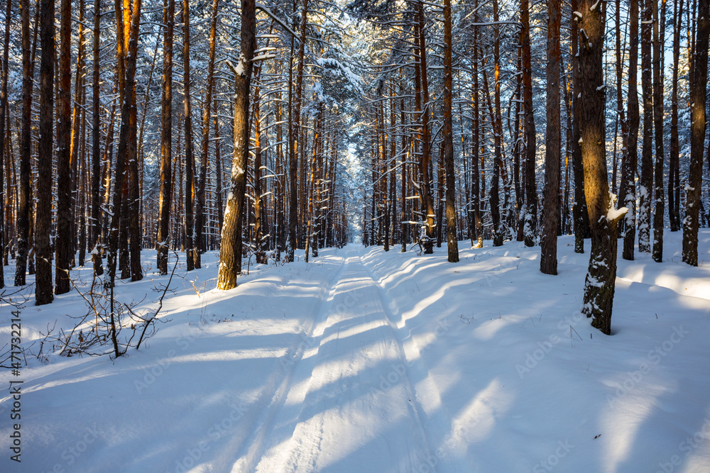 road through the snowbound pine forest