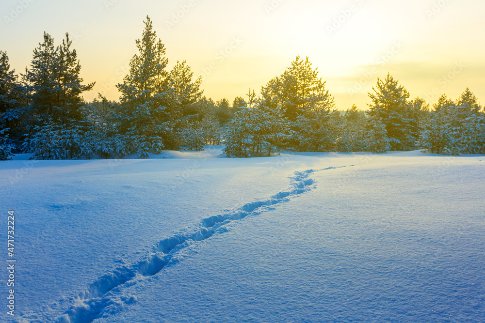 snowbound forest glade with human track at the sunset, natural seasonal outdoor scene