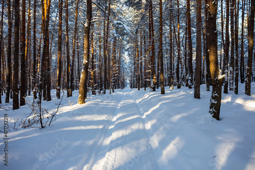 road through the snowbound pine forest © Yuriy Kulik