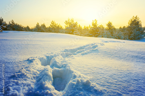 snowbound forest glade with human track at the sunset, natural seasonal outdoor scene
