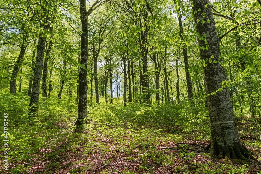 Green spring lights