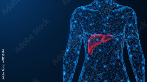 Human liver. Anatomy of an internal organ. A low-poly model of the torso of interconnected elements. Blue background.