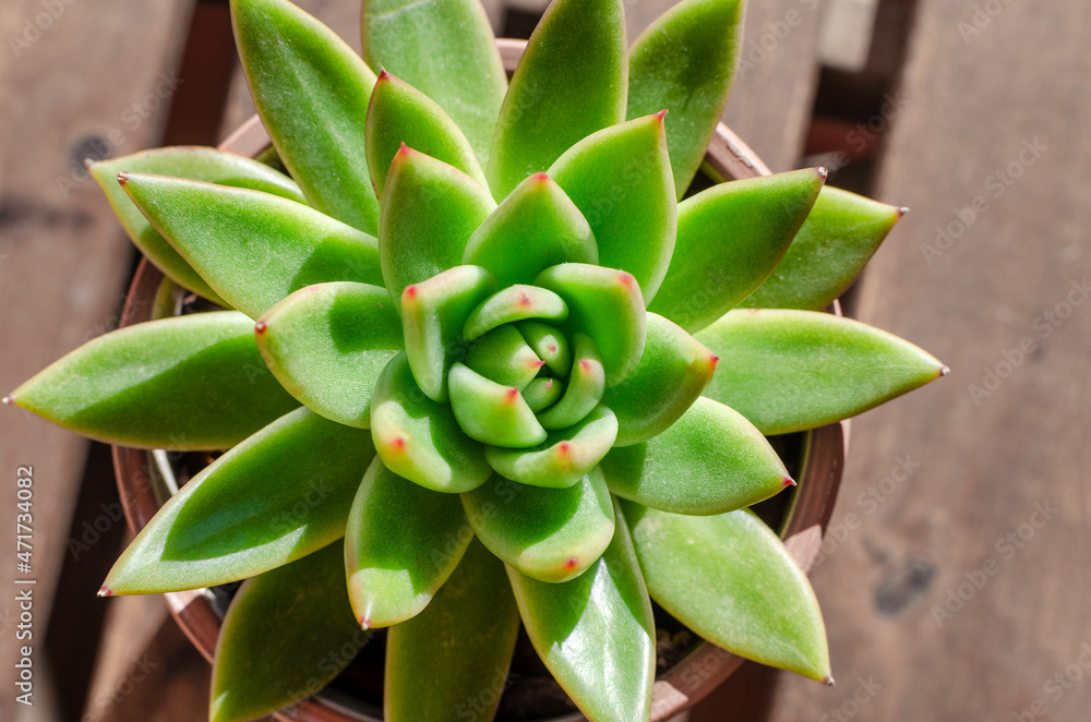 Top view of a succulent plant called Echeveria agavoides Red tip on a wooden table. Top view of a succulent plant called Echeveria agavoides Red tip on a wooden table.