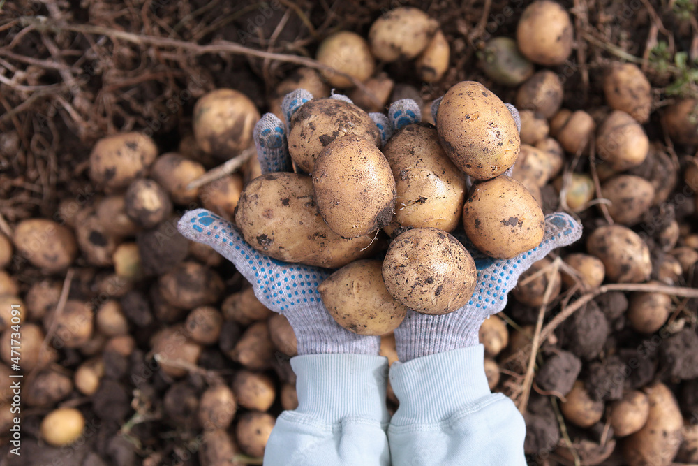 Potatoes in the hands. Harvesting potatoes.A new crop of potatoes. Autumn work on the farm. Organic farming. Top view. Potatoes in the hands. Harvesting potatoes.A new crop of potatoes. Autumn work on the farm. Organic farming. Top view.