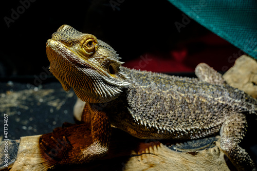 Pet Bearded Dragon Lizard photo