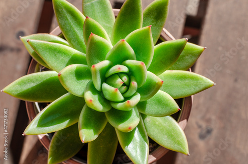 Top view of a succulent plant called Echeveria agavoides Red tip on a wooden table.