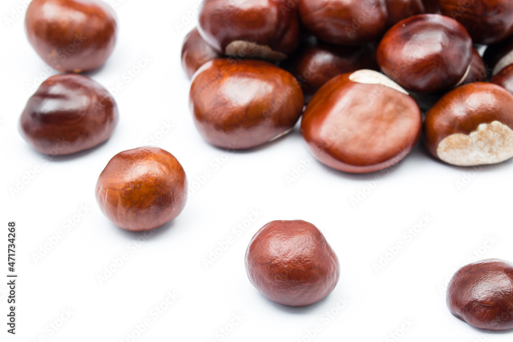 chesnut and isolated white background chesnut and isolated white background