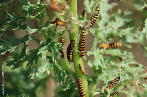 Caterpillars  © Derald