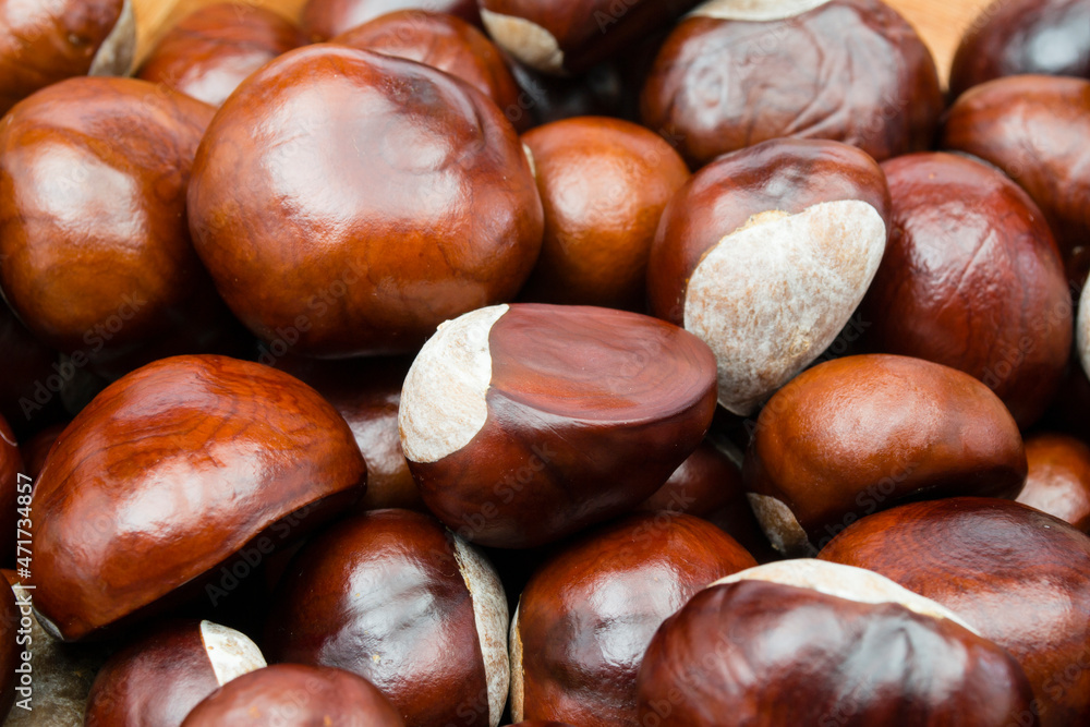 chesnut and isolated white background chesnut and isolated white background