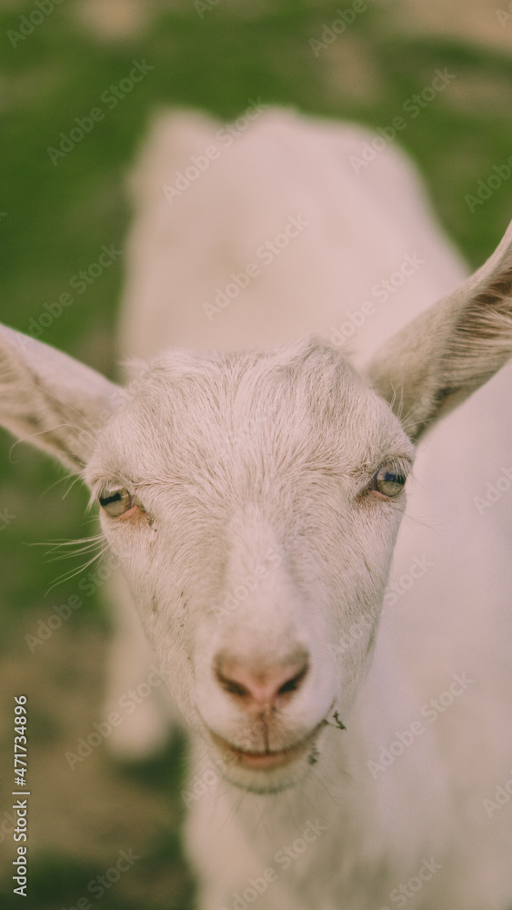 tender goat in the meadow looks right at the camera, close-up tender goat in the meadow looks right at the camera, close-up
