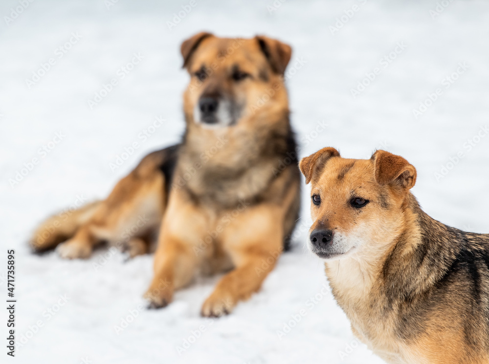 Two brown dogs in the winter in the snow Two brown dogs in the winter in the snow