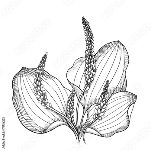Bilde på lerret blooming black and white graphic plantain sketch isolated