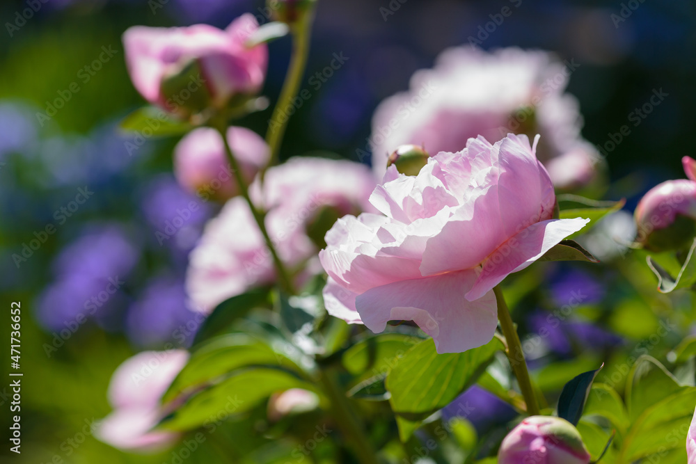Beautiful pink flowers of peony in spring garden_1.jpg, Pink flower of peony
