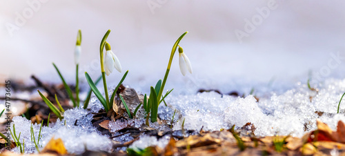 Snowdrops in the spring forest among the melted snow on a white background